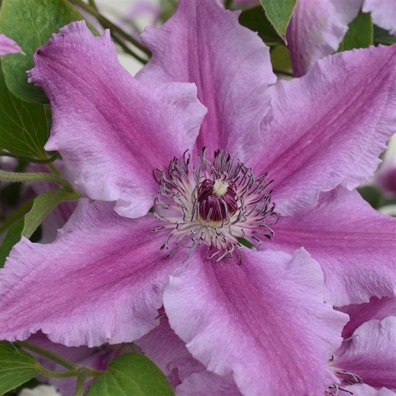 Clematis Ooh La La (Evipo041) 3 Litre Climber Plant