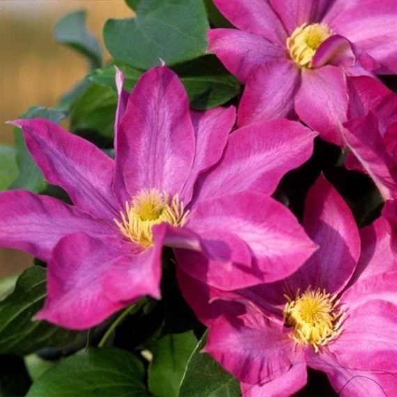 Clematis Pink Champagne Climber 3L Pot