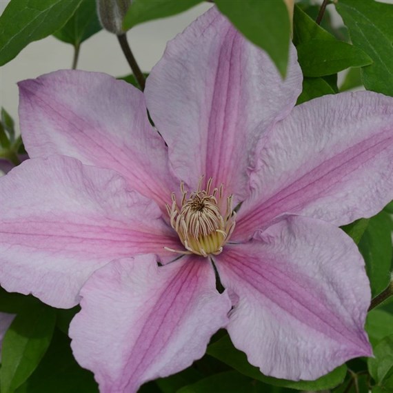 Clematis Sally (Evipo077) 3 Litre Climber Plant