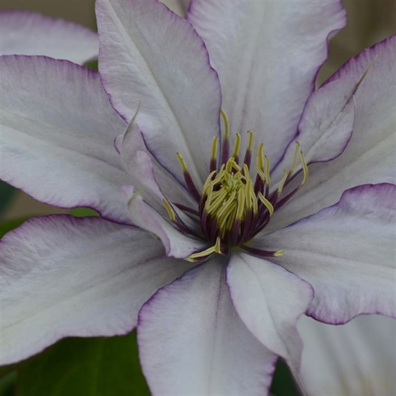 Clematis Samaritan Jo (Evipo075) 3 Litre Climber Plant