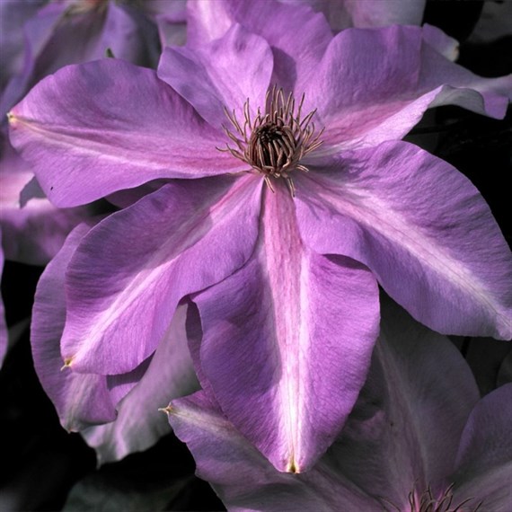 Clematis Shimmer (Evipo028) 3 Litre Climber Plant
