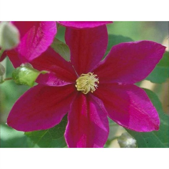 Clematis Sunset 3 Litre Climber Plant