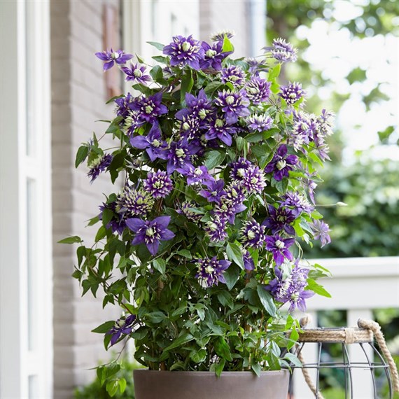 Clematis Taiga Climber 3L Pot