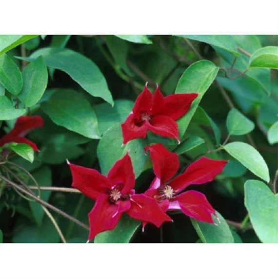 Clematis Texensis Gravetye Beauty 3 Litre Climber Plant