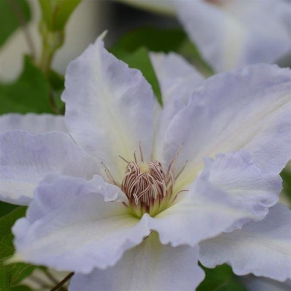 Clematis Tranquilite Evipo111 Climber Plant 3L Pot