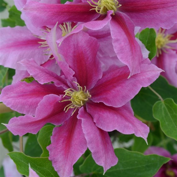 Clematis Vicki Evipo114 in a 3L Deep Pot Climber Plant