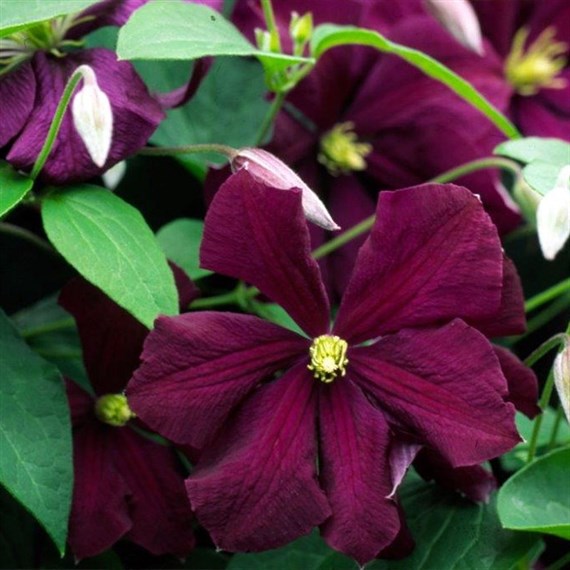 Clematis viticella Etoile Violette Climber 3L Pot