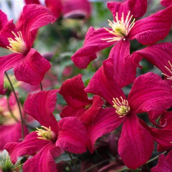 Clematis viticella Madame Julia Correvon Climber 3L Pot