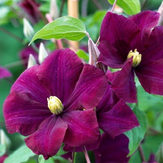 Clematis Warsaw Nike Climber 3L Pot