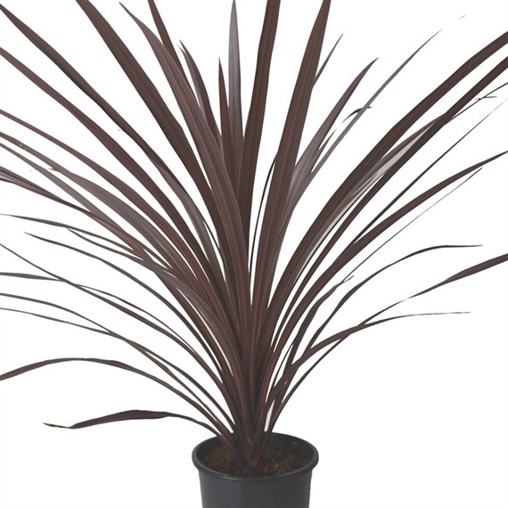 Cordyline Australis Red Shrub - 13cm Pot