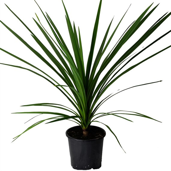 Cordyline Green Shrub - 13cm Pot