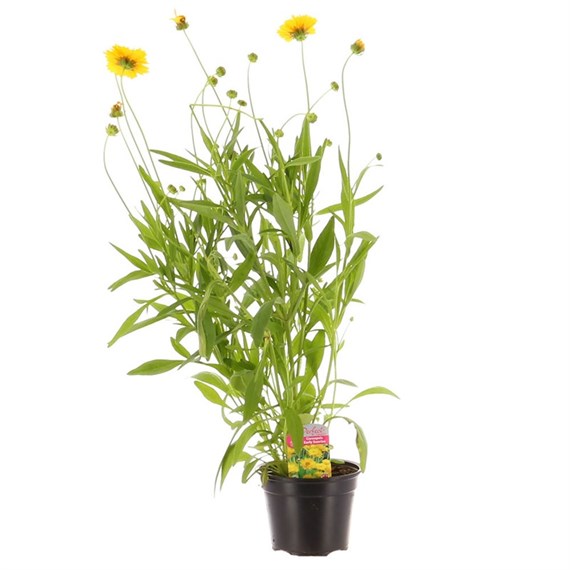 Coreopsis Early Sunrise 13cm Pot Bedding 