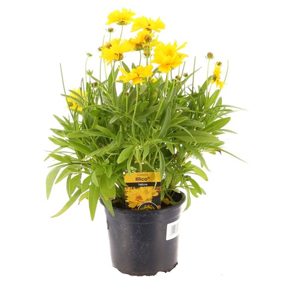 Coreopsis Illico Yellow 13cm Pot Bedding