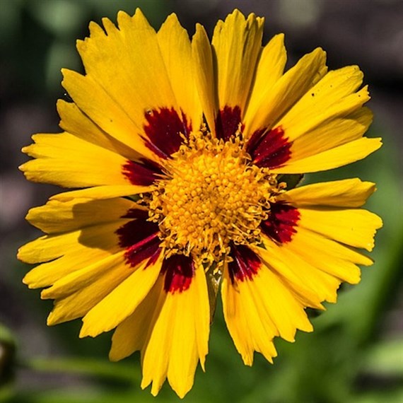 Coreopsis UpTick Cream Perennial Plant 2L Pot - Set of 3