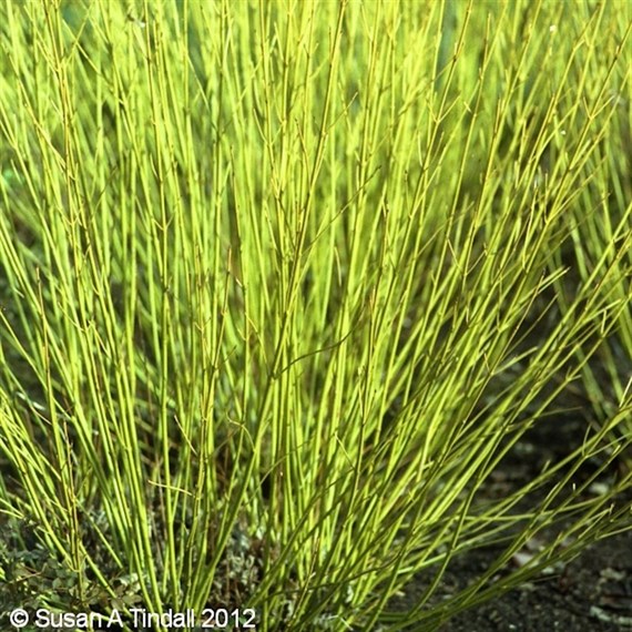 Cornus 'Flaviramea' - 4L Pot