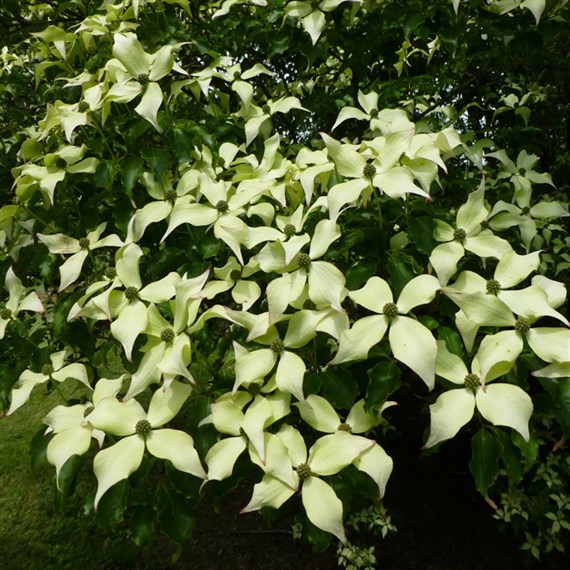 Cornus 'Kousa Chinensis' Tree