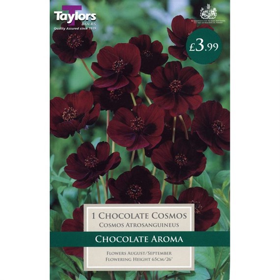 Taylors Bulbs Cosmos Atrosanguineus (Chocolate Plant) (Single Pack) (TS726)