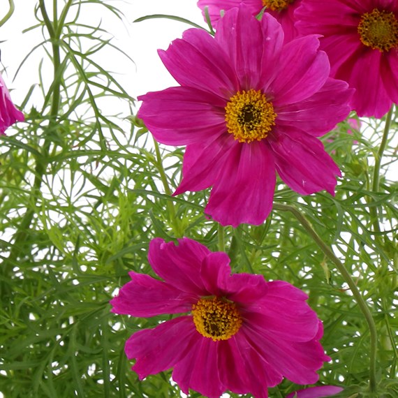 Cosmos Carmine Pink 6 Pack Boxed Bedding
