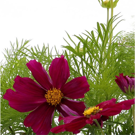 Cosmos Casanova Red 6 Pack Boxed Bedding