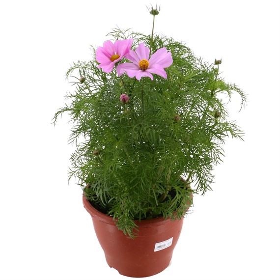 Cosmos Pink 6.5L Pot Bedding