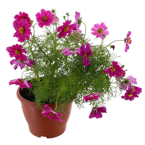Cosmos Red 6.5L Pot Bedding