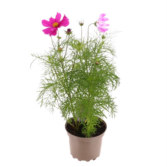 Cosmos Sonata Mixed 2L Pot Perennial