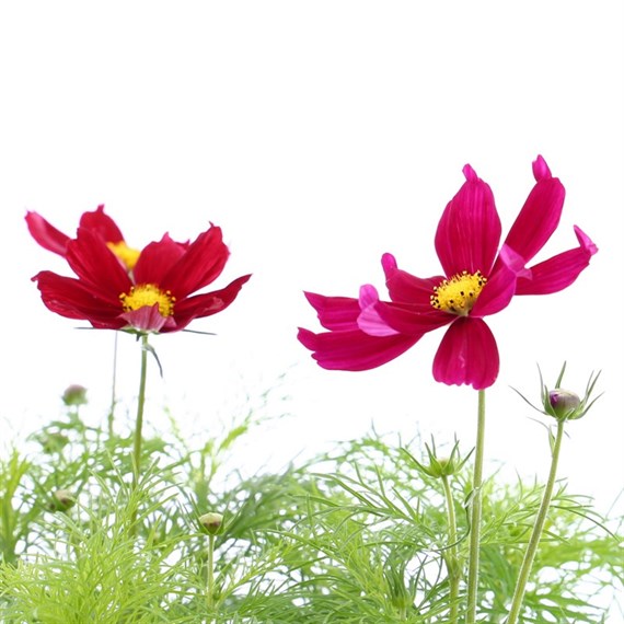 Cosmos Sonata Mixed 6 Pack Boxed Bedding