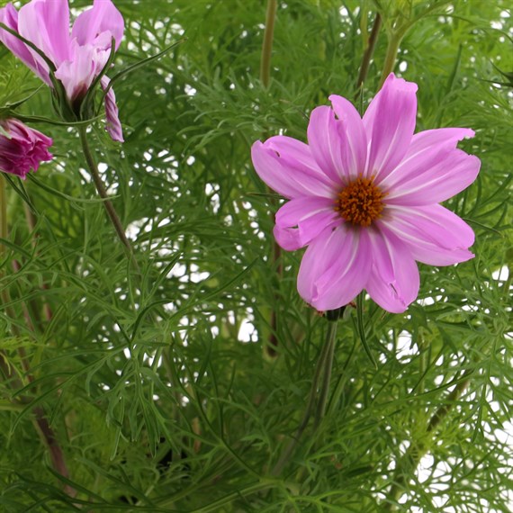 Cosmos Sonata Pink 6 Pack Boxed Bedding