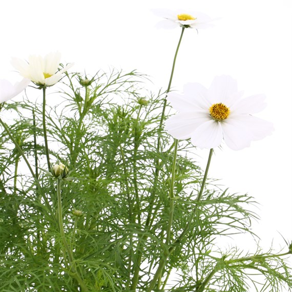 Cosmos Sonata White 6 Pack Boxed Bedding