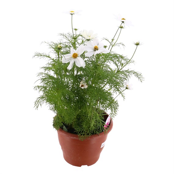 Cosmos White 6.5L Pot Bedding