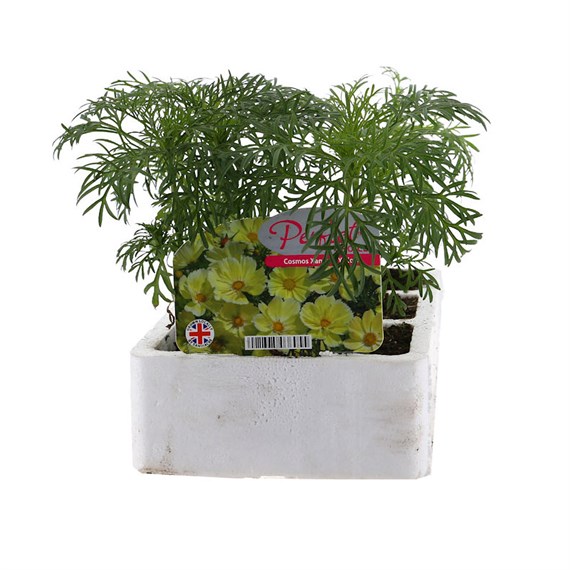 Cosmos Xanthos Yellow 6 Pack Boxed Bedding