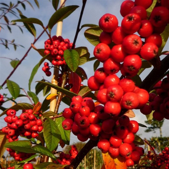 Cotoneaster 'Cornubia' Tree