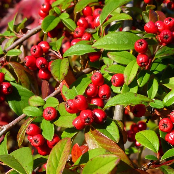 Cotoneaster 'Hybridus Pendulus' Tree