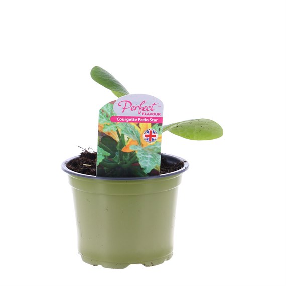 Courgette Patio Star 10.5cm Pot Vegetable
