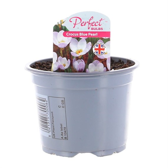 Crocus Blue Pearl 10.5cm Pot Bedding Bulbs