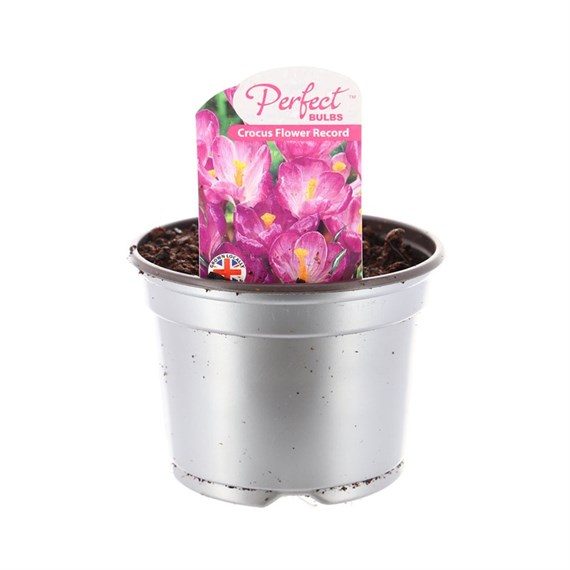 Crocus Flower Record 10.5cm Pot Bedding Bulbs