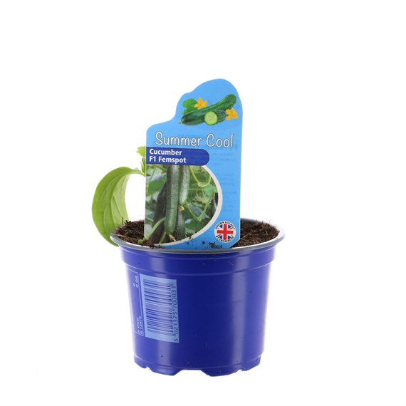 Cucumber F1 Femspot 10.5cm Pot Vegetable