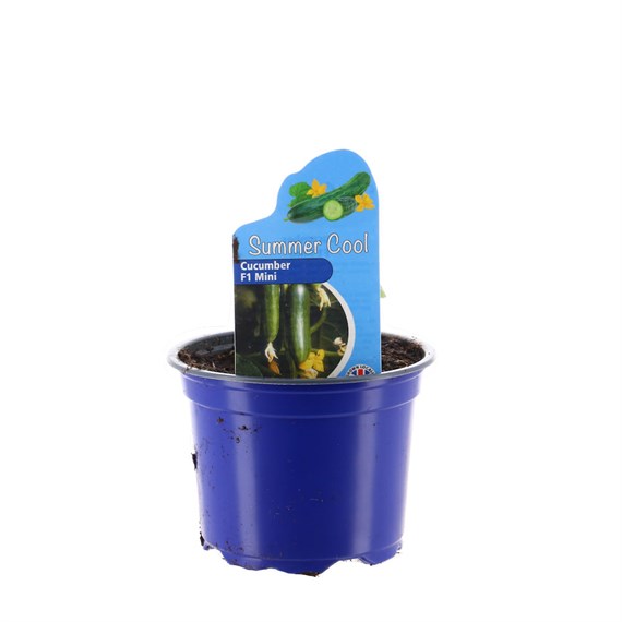 Cucumber F1 Mini 10.5cm Pot Vegetable