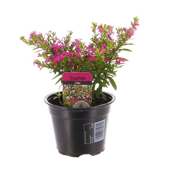 Cuphea Lilac 13cm Pot Bedding
