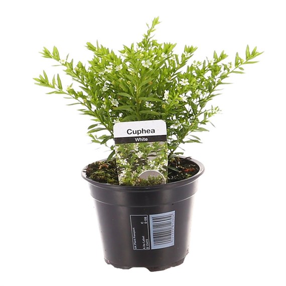 Cuphea White 13cm Pot Bedding 