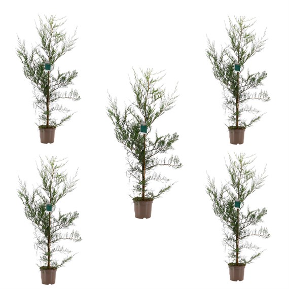 Cupressocyparis Leylandii - 5L Pot - Set of 5
