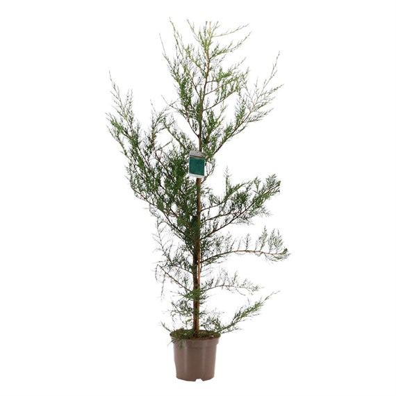 Cupressocyparis x Leylandii - 4L Pot
