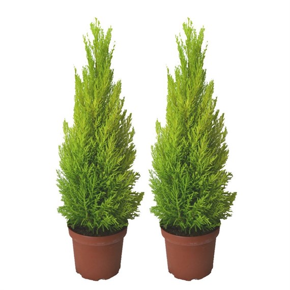 Cupressus Macrocarpa Goldcrest Lemon Scented Conifer Shrub 13cm Pot - Set of 2