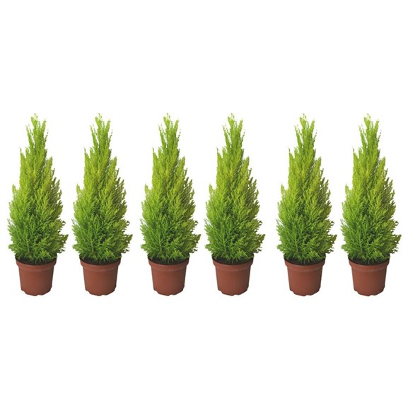 Cupressus Macrocarpa Goldcrest Lemon Scented Conifer Shrub 14cm Pot - Set of 6