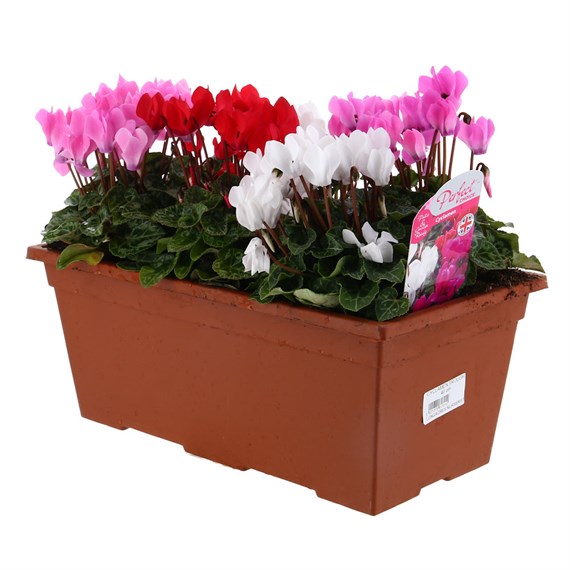 Cyclamen 40cm Bedding Planted Trough