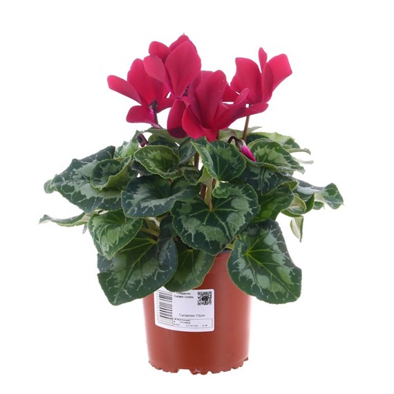 Cyclamen Dark Pink Indoor Houseplant - 13cm Pot