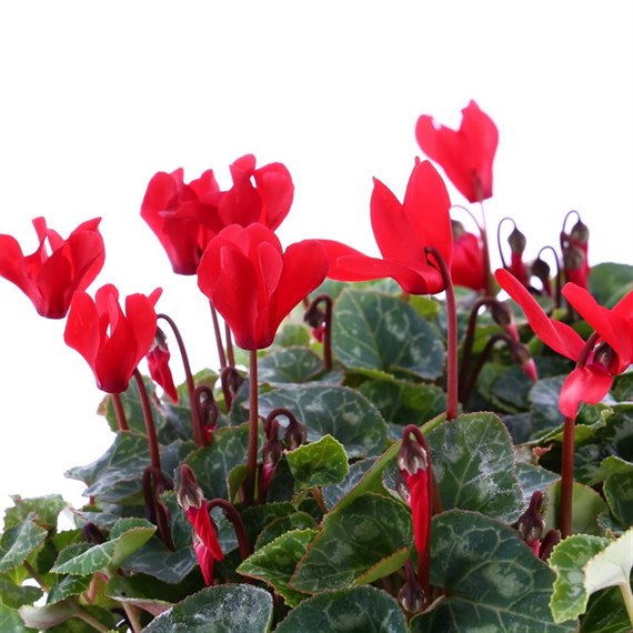 Cyclamen Red 6 Pack Boxed Bedding