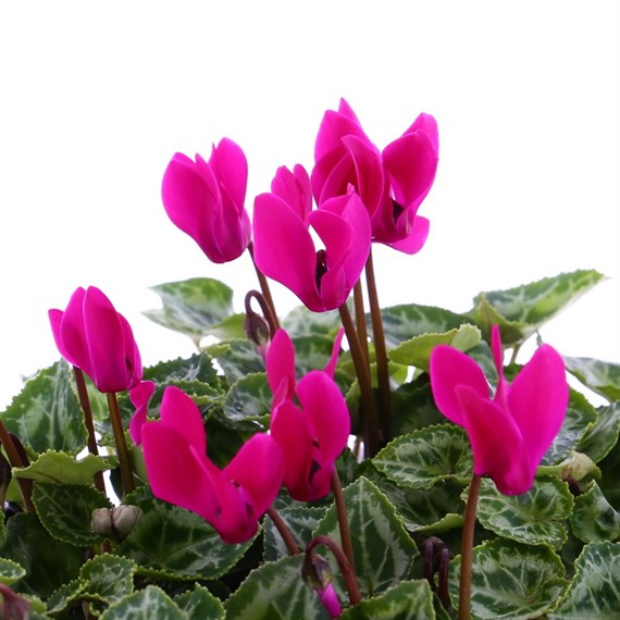 Cyclamen Violet 6 Pack Boxed Bedding