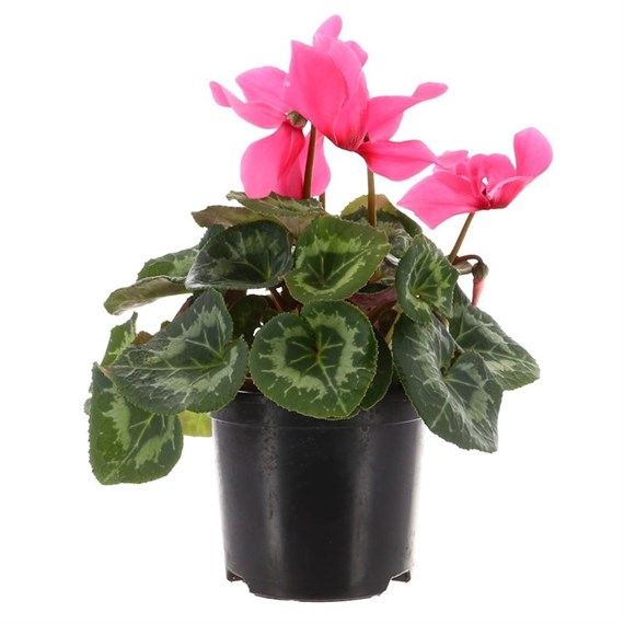 Cyclamen Large Flower Pink 13cm Pot Bedding 