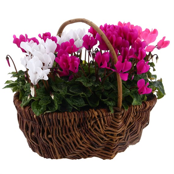Cyclamen Large Wicker Bedding Basket
